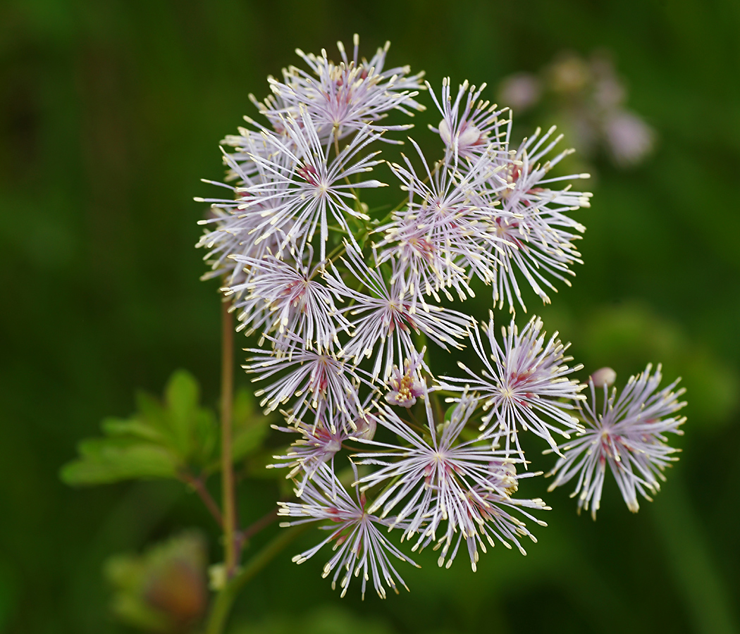 Изображение особи Thalictrum aquilegiifolium.