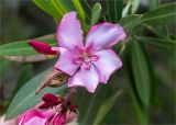 Nerium oleander. Цветок, бутоны и старый плод. Греция, о. Крит, холмы в южной окр. Ретимно (Ρέθυμνο), в культуре. 02.05.2014.