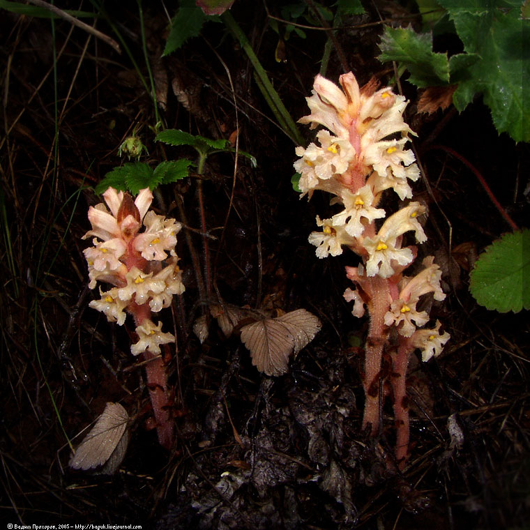 Image of genus Orobanche specimen.