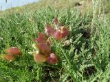 Oxytropis hystrix. Часть растения с соплодиями. Казахстан, Восточно-Казахстанская обл., Зайсанский р-н, 19 км ВСВ пос. Сарытерек (быв. Пржевальское, быв. Киндирлик); предгорья хр. Сайкан, полоса адыров, долина р. Калмакпай, около 1000 м н.у.м.; петрофитная пустынная степь на эрозионном склоне долины. 31.05.2016.