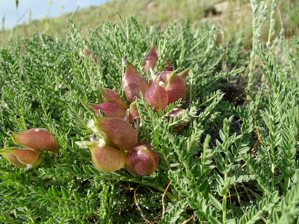 Image of Oxytropis hystrix specimen.