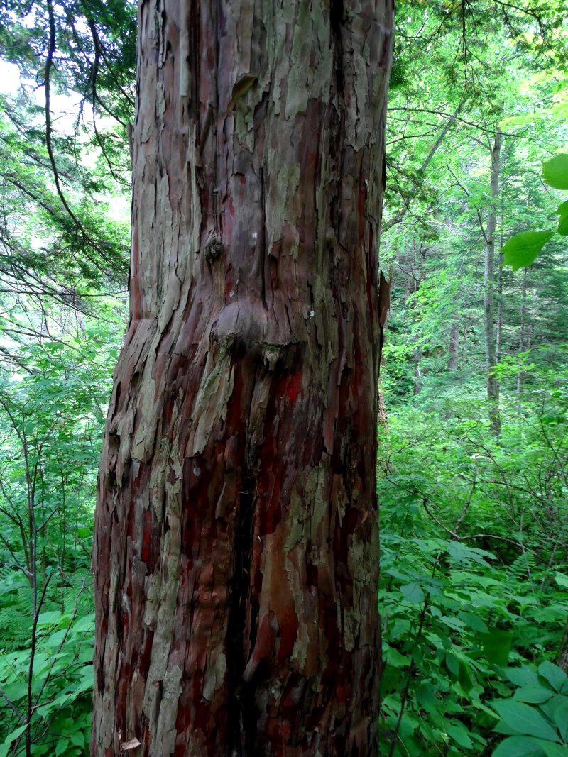 Image of Taxus cuspidata specimen.