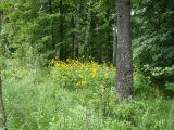 Rudbeckia laciniata var. hortensia