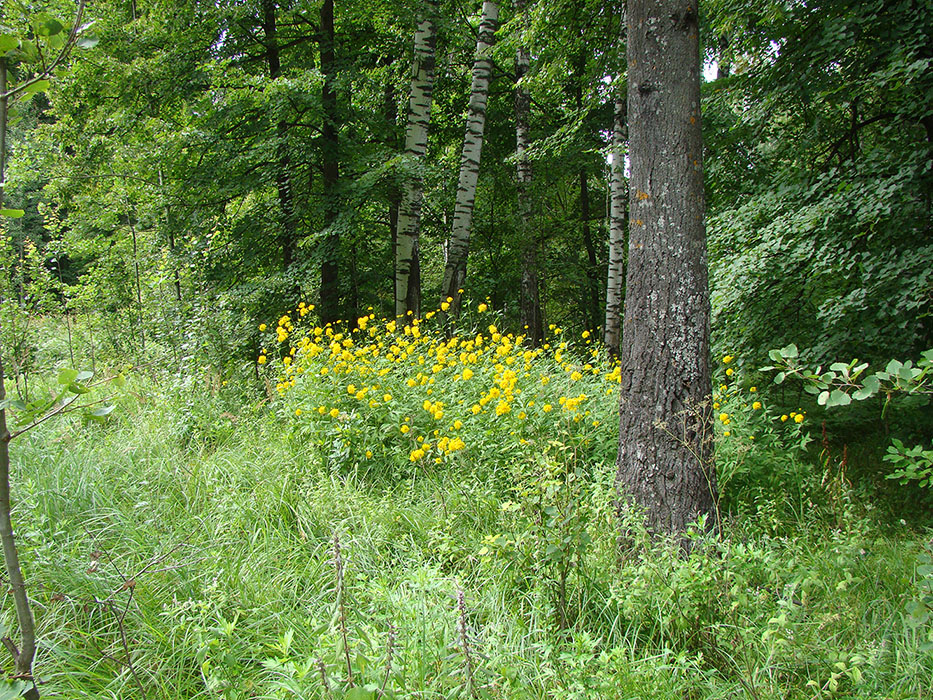 Image of Rudbeckia laciniata var. hortensia specimen.