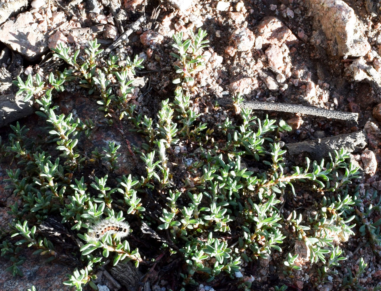 Image of Polygonum biaristatum specimen.