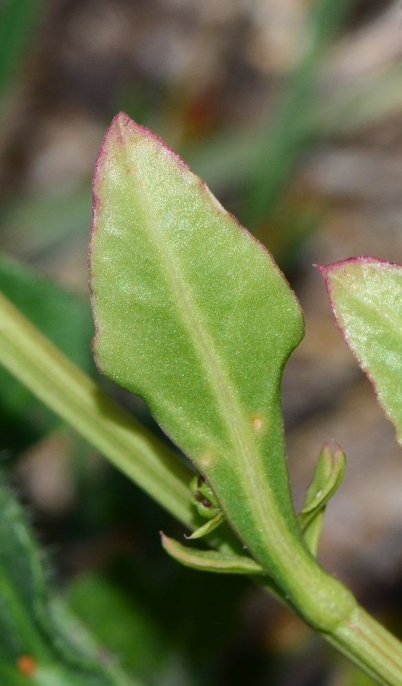 Image of Beta maritima specimen.