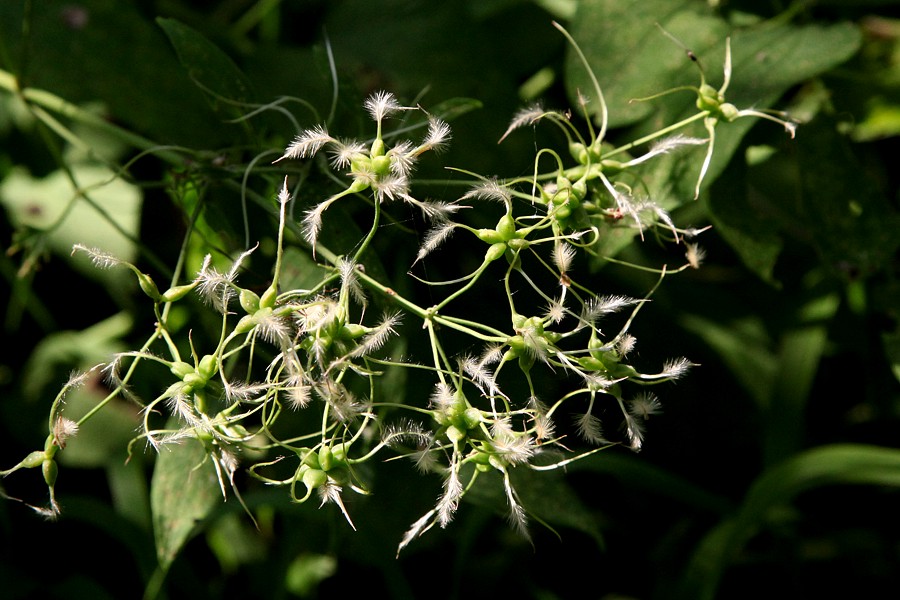 Image of Clematis recta specimen.