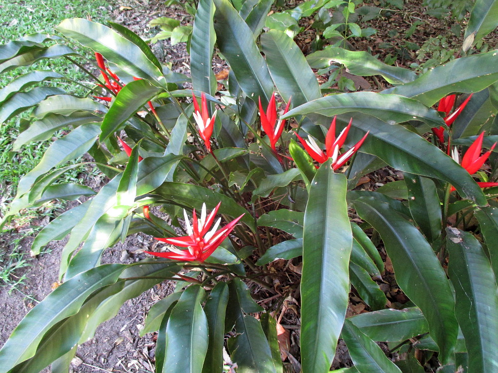 Image of Heliconia angusta specimen.