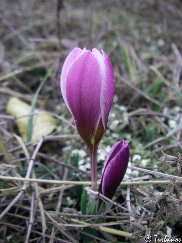 Изображение особи Crocus tauricus.