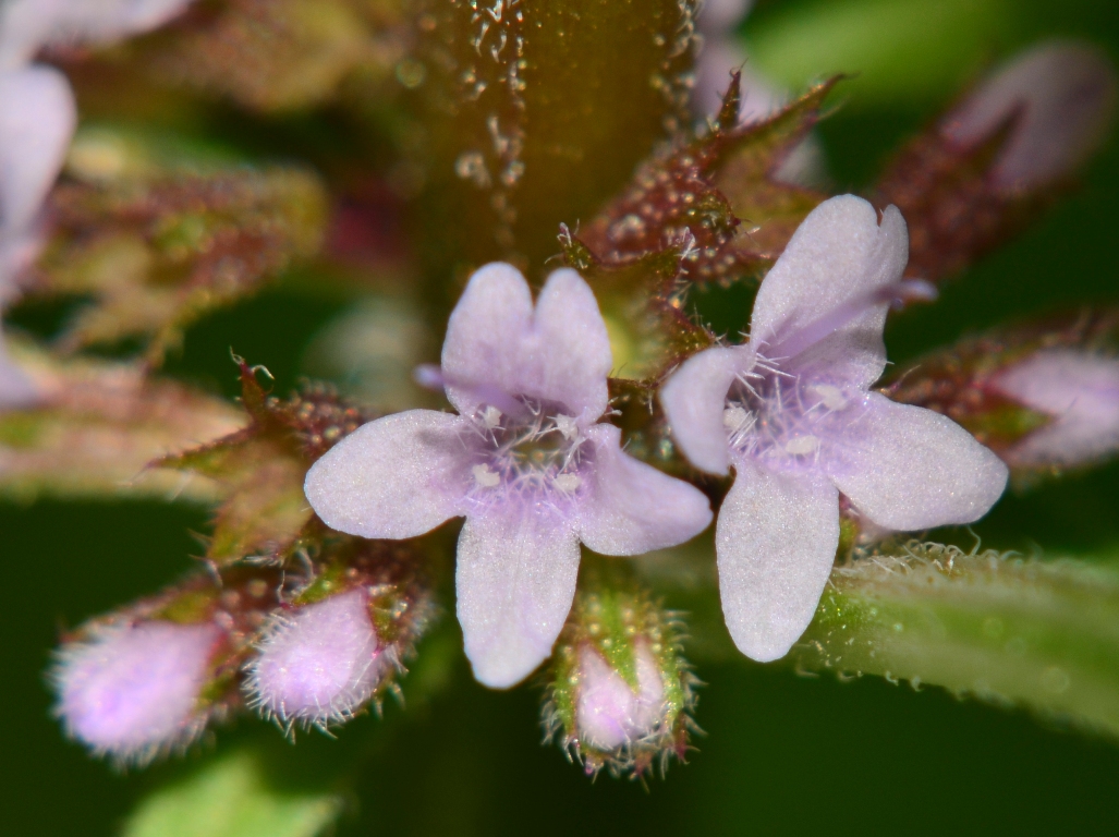 Изображение особи род Mentha.