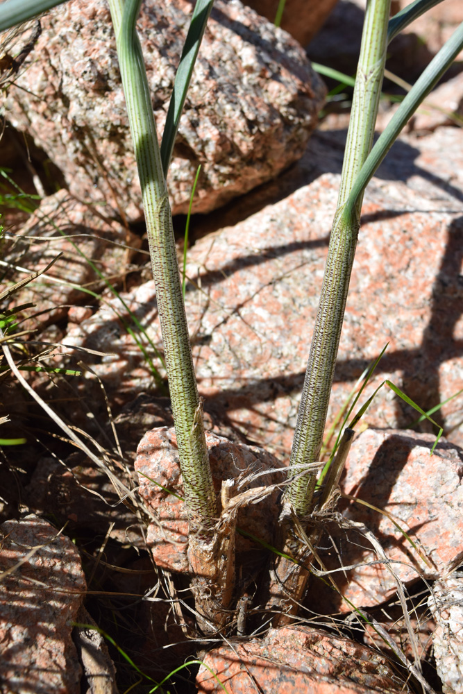 Изображение особи Allium marmoratum.