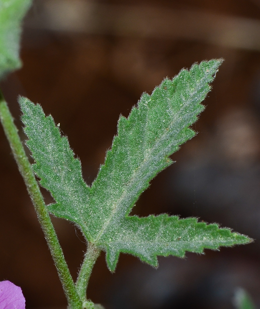 Image of Malva punctata specimen.