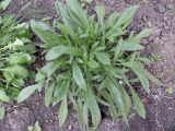 Coreopsis grandiflora