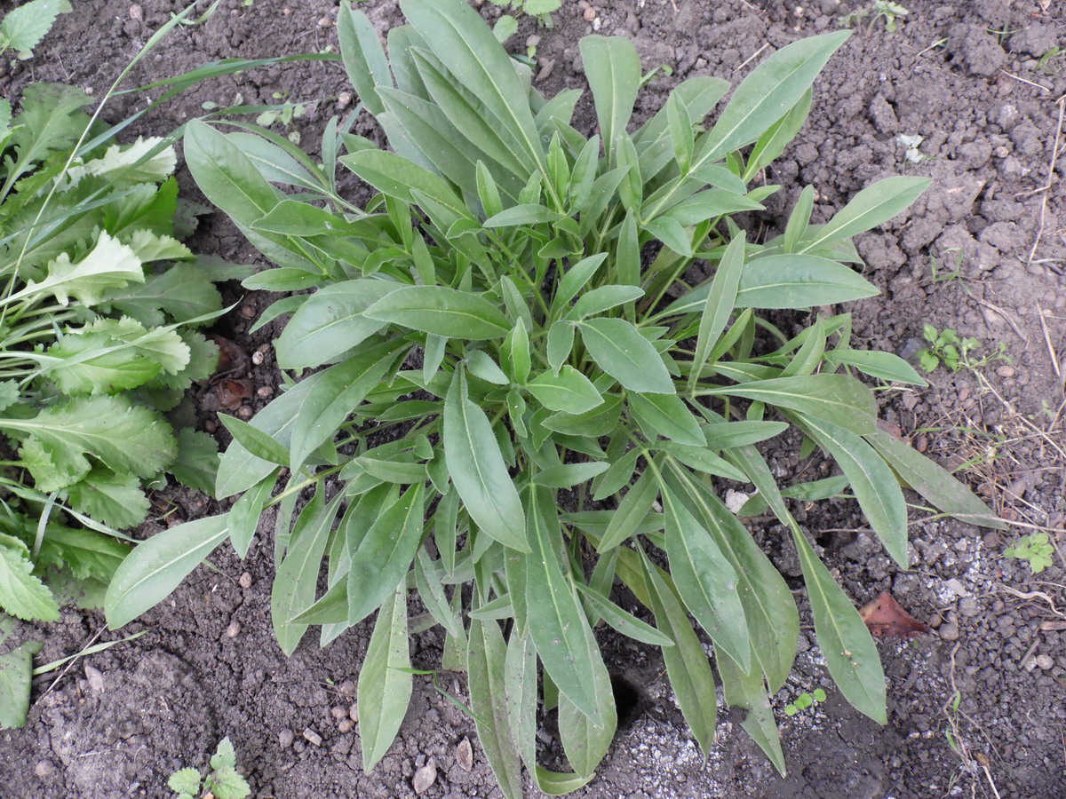 Image of Coreopsis grandiflora specimen.