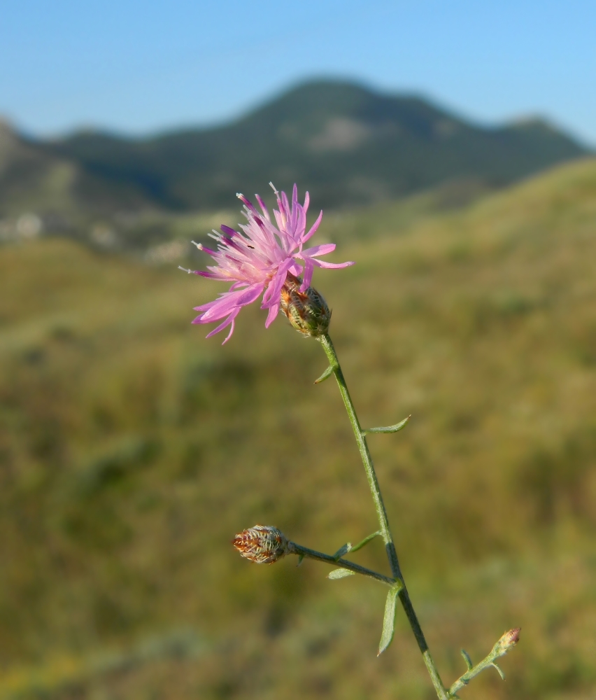 Image of Centaurea caprina specimen.