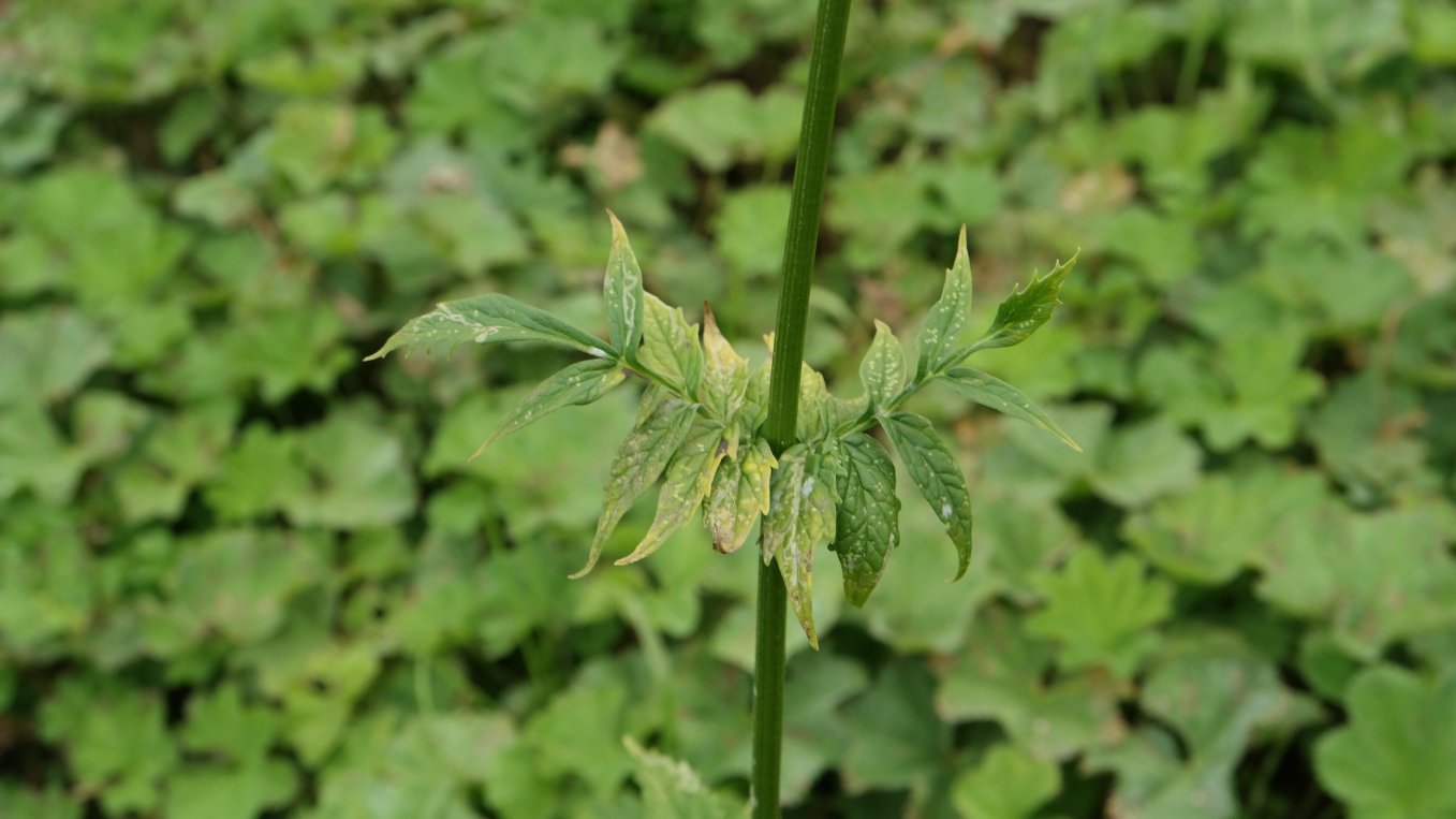 Image of genus Valeriana specimen.