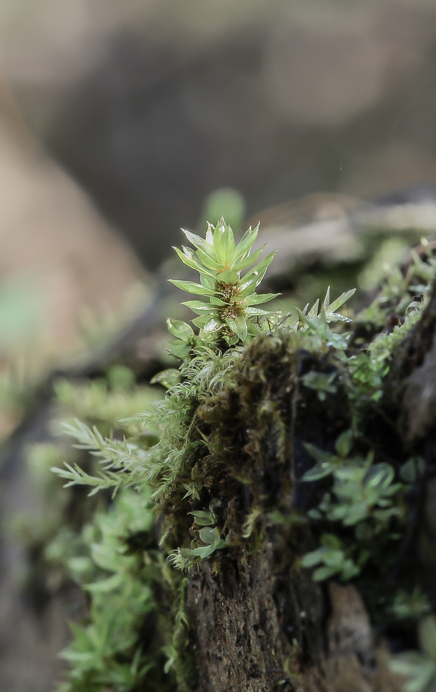 Изображение особи Bryum moravicum.