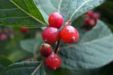 Lonicera maackii. Плоды и основания листьев. Владивосток, о. Русский, частное подворье. 10.09.2016.