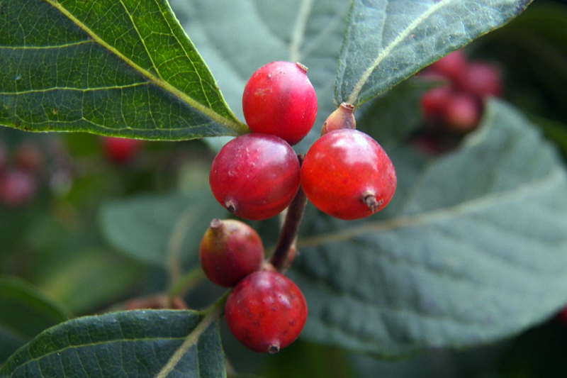 Image of Lonicera maackii specimen.