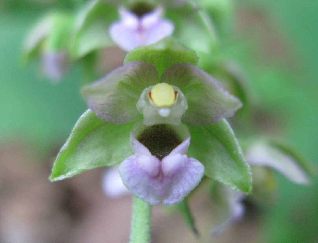 Изображение особи Epipactis helleborine.