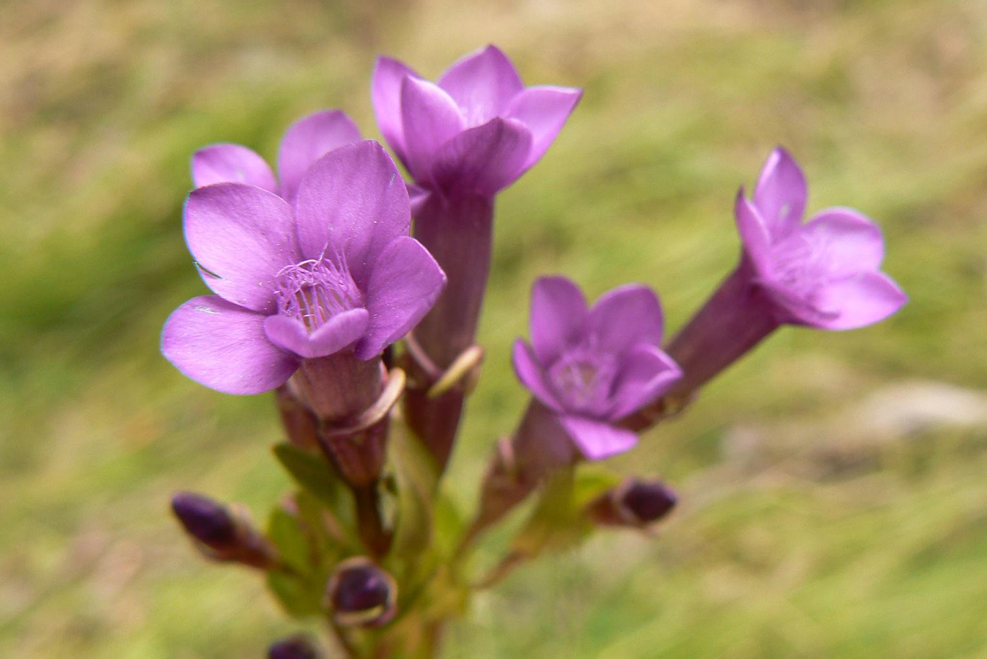 Image of Gentianella caucasea specimen.