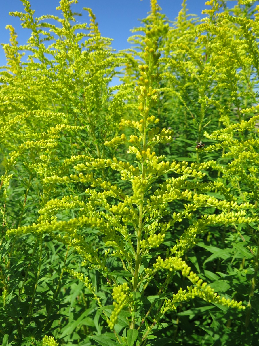 Изображение особи Solidago canadensis.