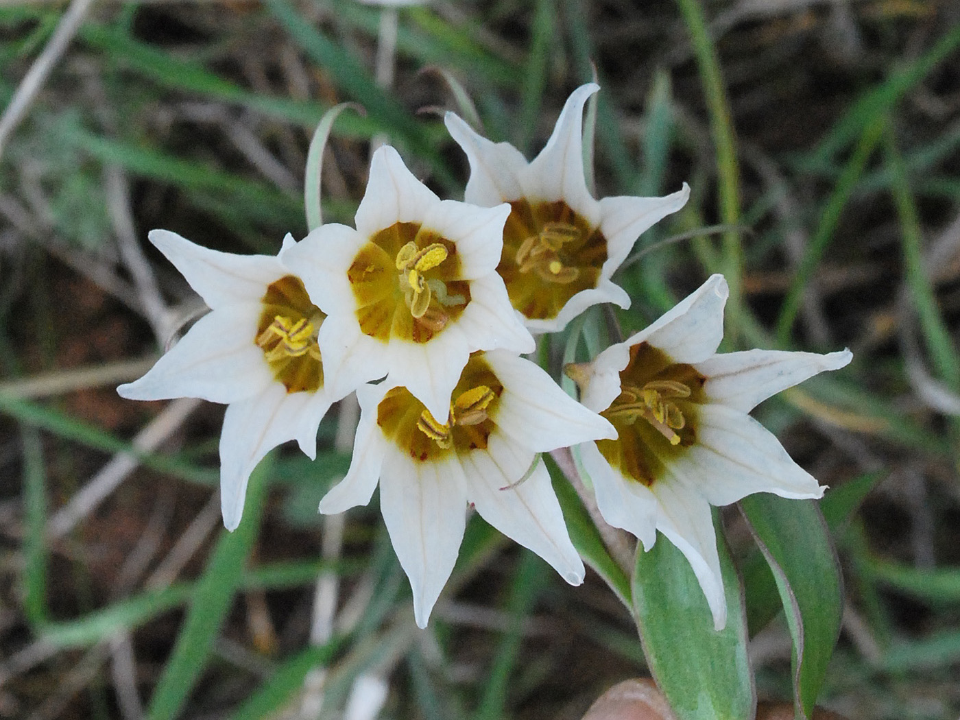 Image of Rhinopetalum bucharicum specimen.