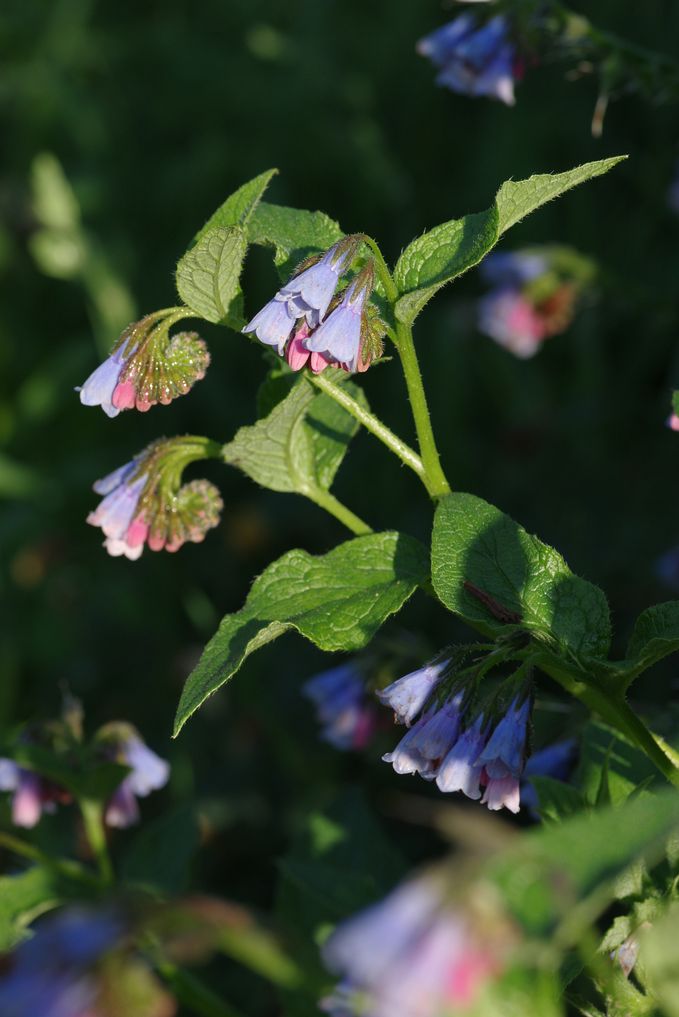 Изображение особи Symphytum asperum.