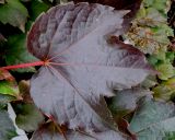 Parthenocissus tricuspidata