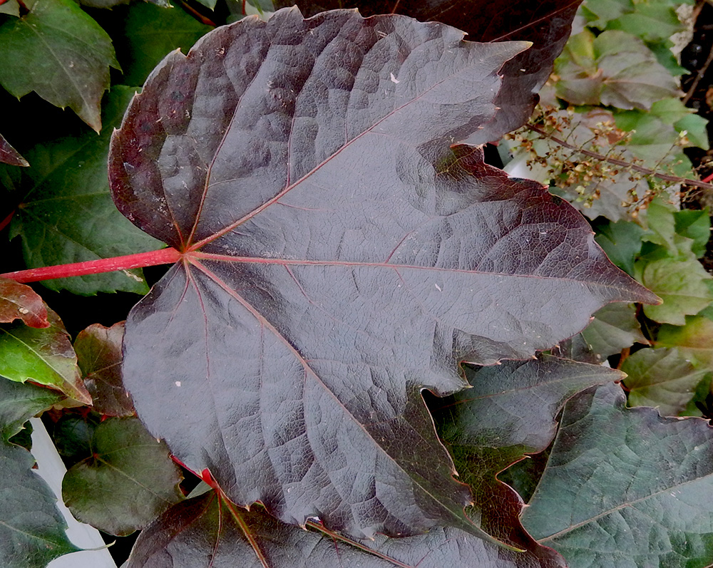 Image of Parthenocissus tricuspidata specimen.