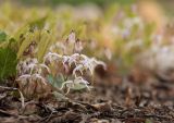 Epimedium leptorrhizum