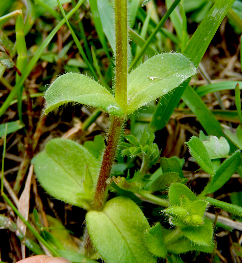 Image of Cerastium glomeratum specimen.