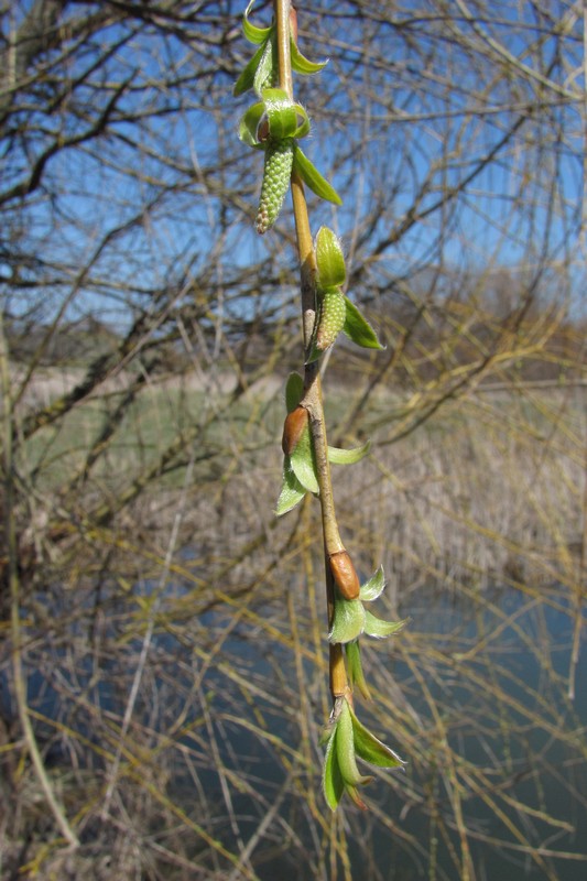 Изображение особи Salix triandra.