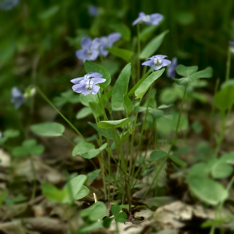 Image of Viola ruppii specimen.