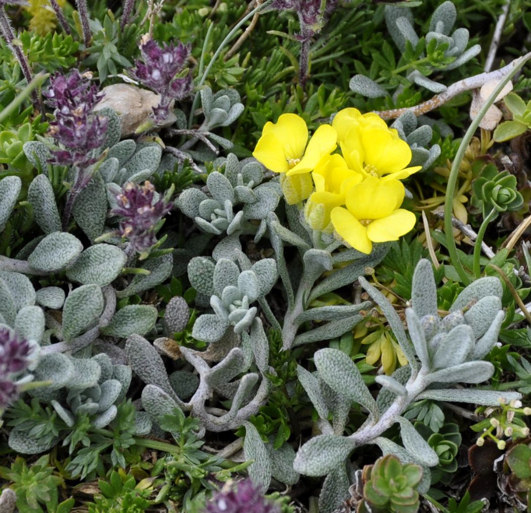 Изображение особи Alyssum handelii.