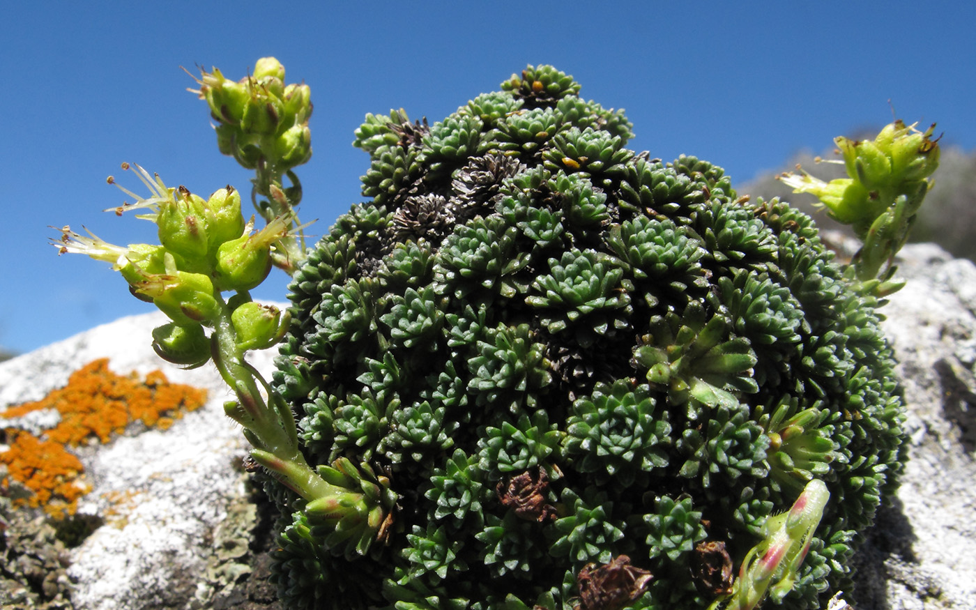 Изображение особи Saxifraga unifoveolata.