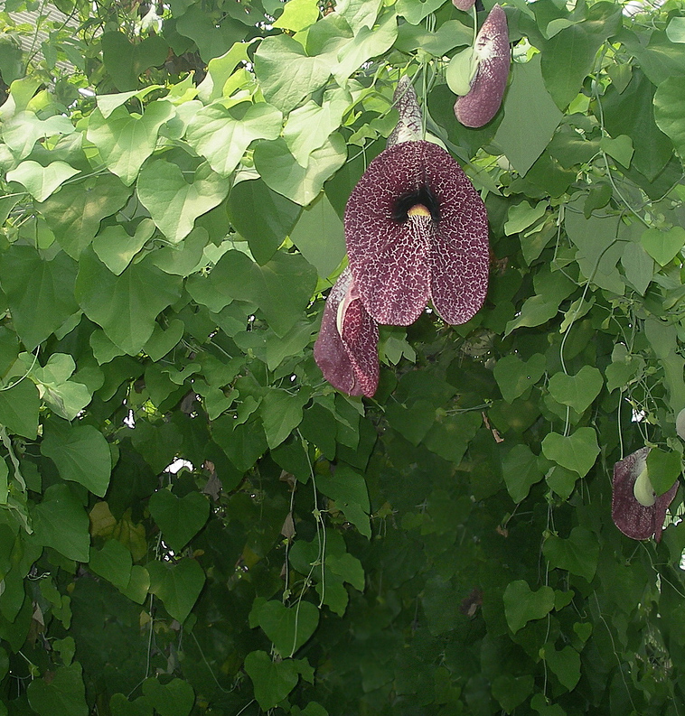 Изображение особи Aristolochia gigantea.