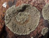 Lecanora muralis. Талломы с апотециями на камне. Украина, г. Запорожье, восточная окраина, долина р. Мокрая Московка. 08.04.2017.
