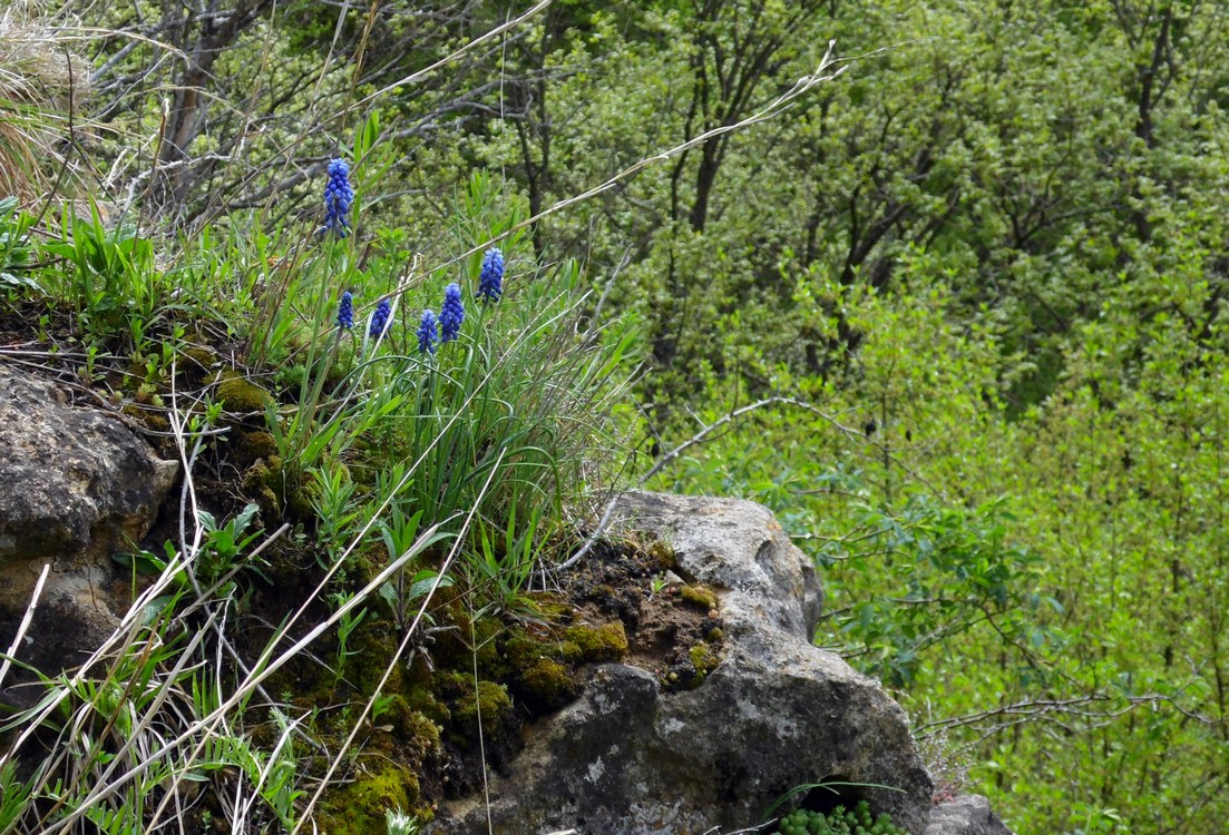 Изображение особи Muscari neglectum.