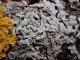 Physcia stellaris. Талломы с апотециями в сообществе с Xanthoria parietina на коре упавшего дерева. Московская обл., г. Дубна, лесопарк. 22.04.2017.