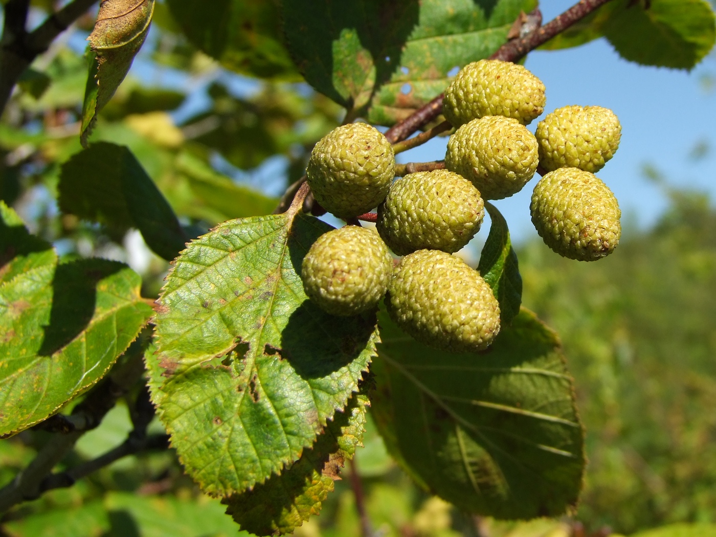 Изображение особи Duschekia fruticosa.