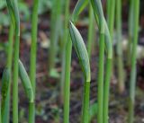 Polygonatum multiflorum