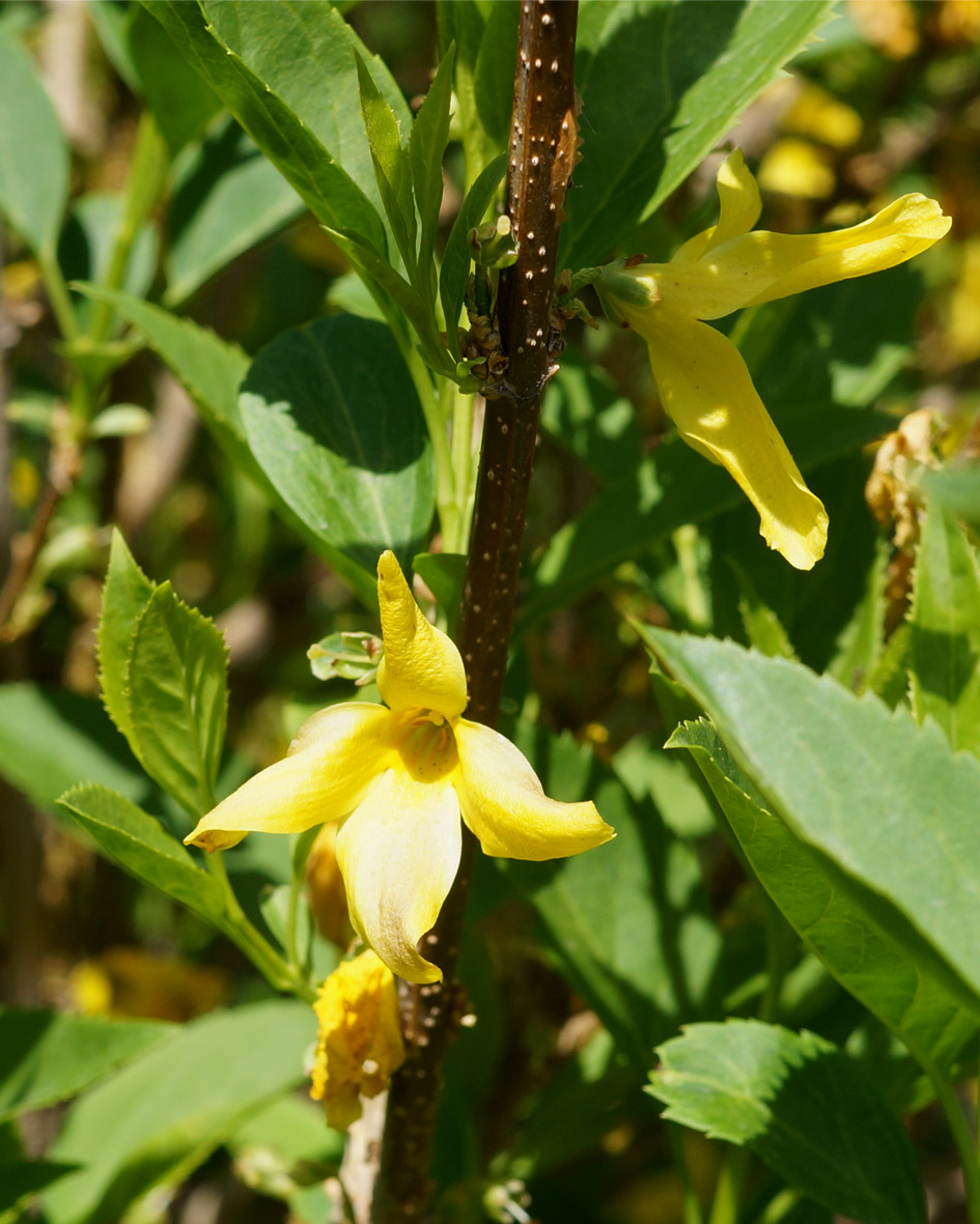 Image of Forsythia &times; intermedia specimen.