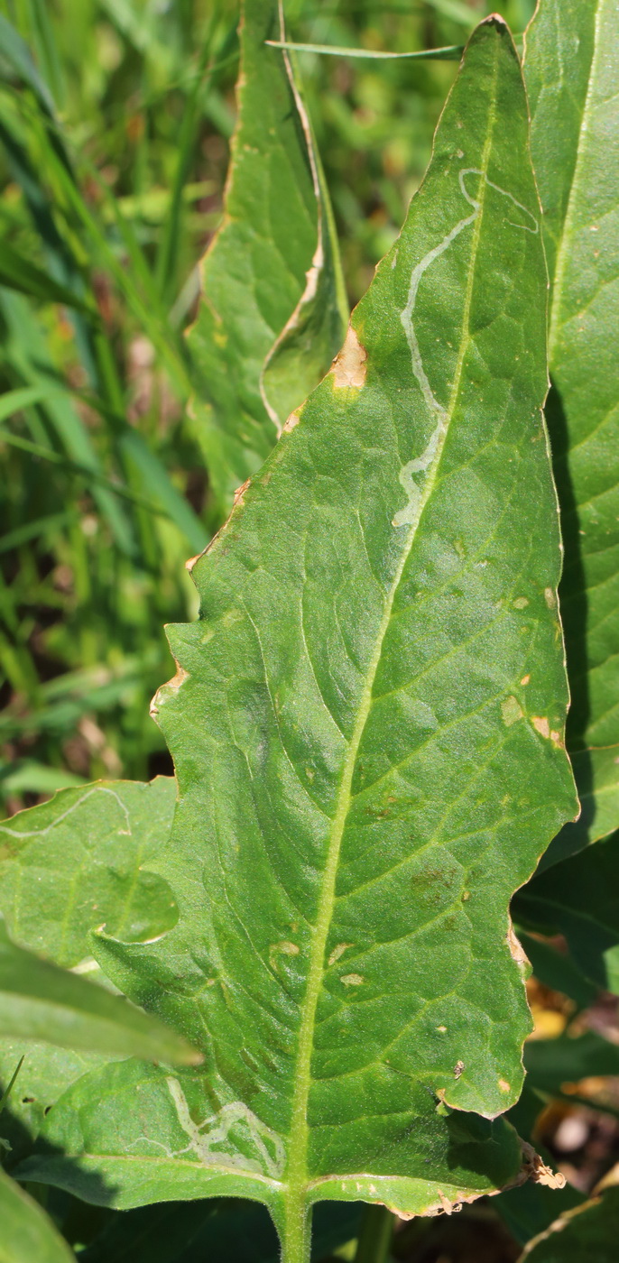 Image of Bunias orientalis specimen.