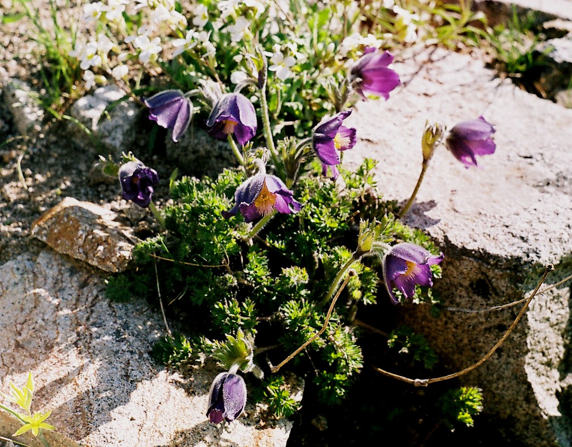 Изображение особи Pulsatilla violacea.