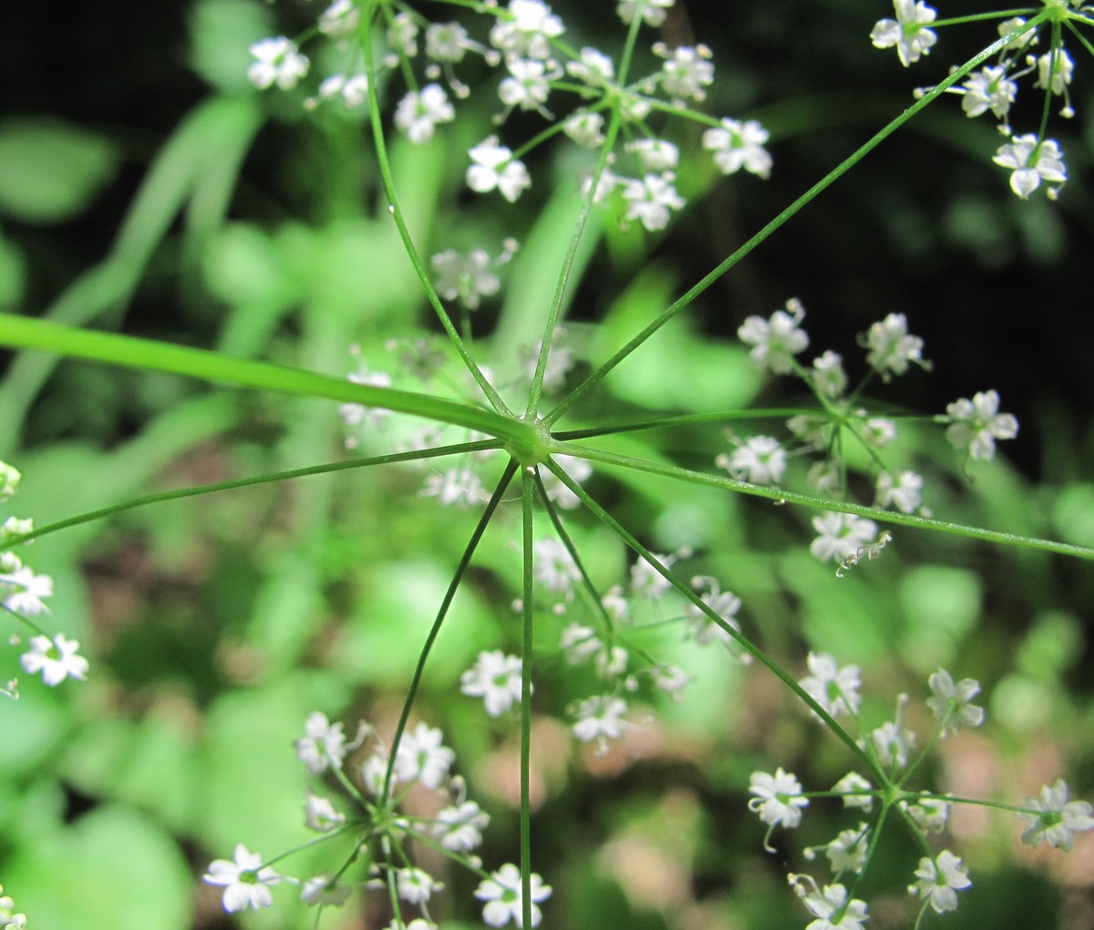 Изображение особи Pimpinella tripartita.