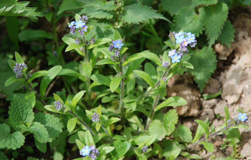 Image of genus Myosotis specimen.