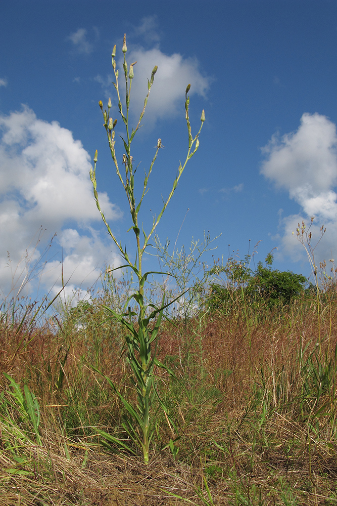 Image of Tragopogon dasyrhynchus specimen.