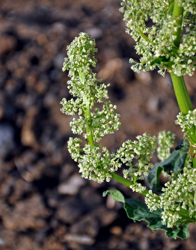 Image of Rheum rhabarbarum specimen.