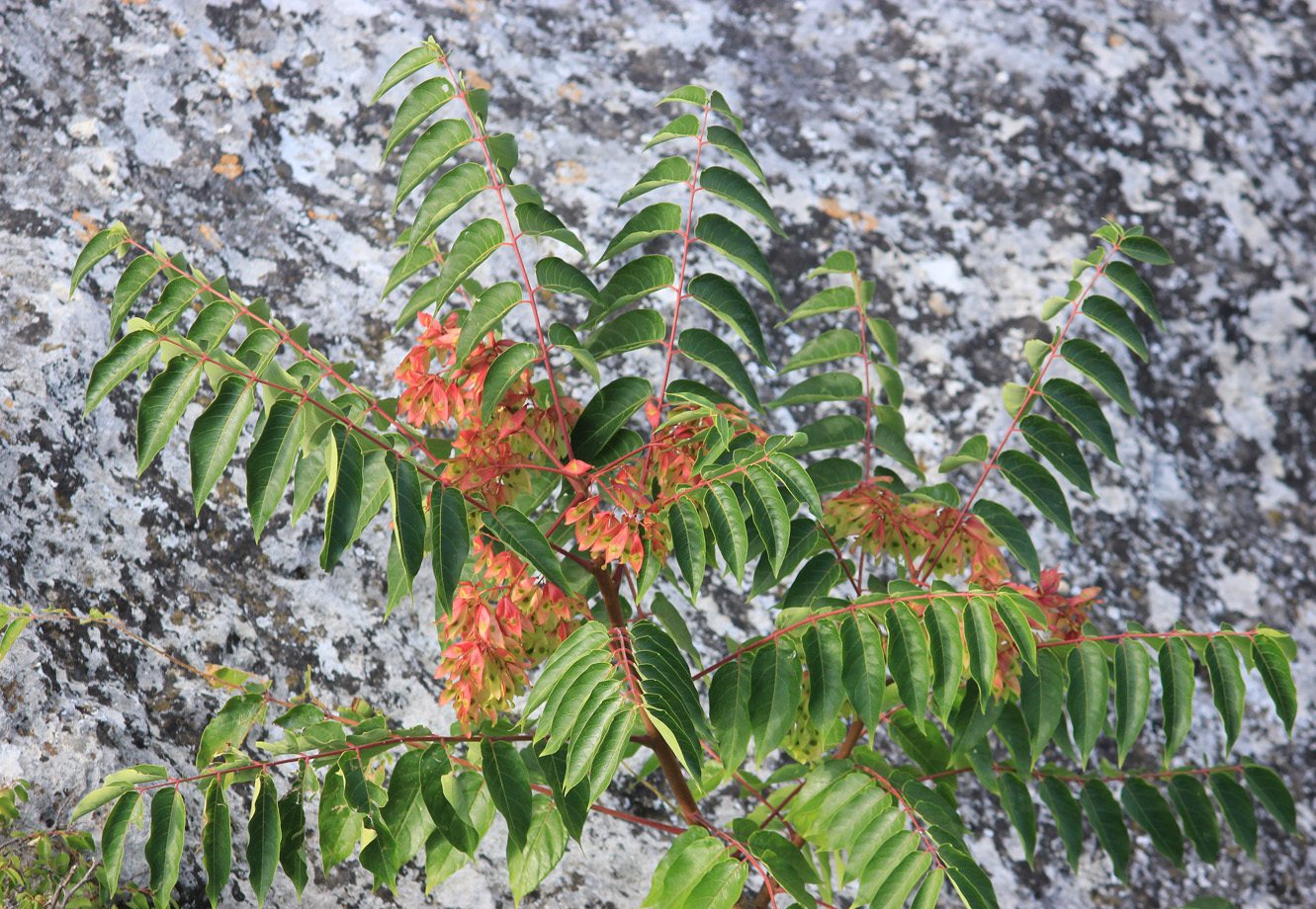 Image of Ailanthus altissima specimen.